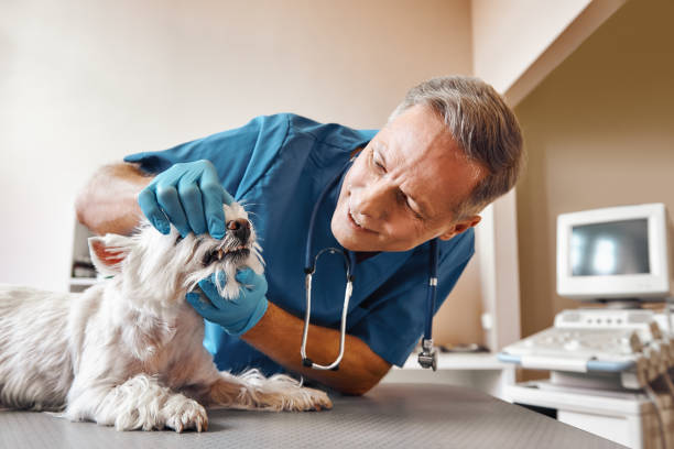 Best Emergency Wisdom Teeth Removal in Batesburg Leesville, SC